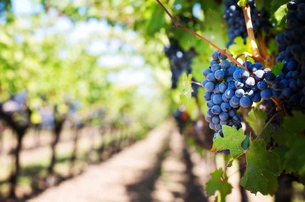 Comment choisir une croisière qui inclut des visites de vignobles biologiques et des dégustations de vin?