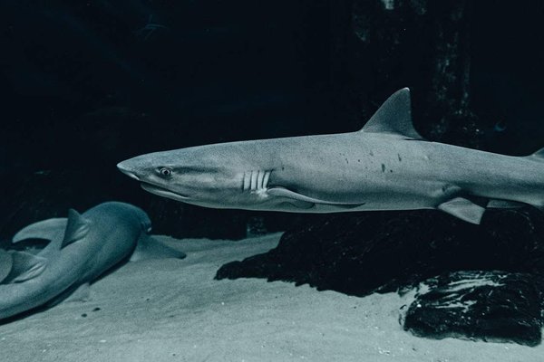 Où participer à une expédition de plongée avec les requins blancs en Afrique du Sud ?